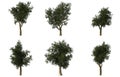 Group of 6 CG platanus trees