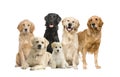 Group of 6 golden retriever and labrador facing th Royalty Free Stock Photo