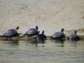 Group of abandoned Florida`s turtles in a pond of a park in Madrid