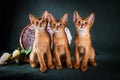 Group of abyssinian cats on dark green background Royalty Free Stock Photo