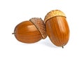 Group of acorns isolated on white background Royalty Free Stock Photo