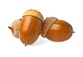 Group of acorns isolated on white background Royalty Free Stock Photo