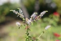 Group of Actaea racemosa Flowers: White Efflorescence Royalty Free Stock Photo