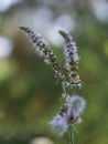 Group of Actaea racemosa Flowers: White Efflorescence Royalty Free Stock Photo