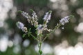 Group of Actaea racemosa Flowers: White Efflorescence Royalty Free Stock Photo