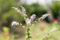 Group of Actaea racemosa Flowers: White Efflorescence Royalty Free Stock Photo