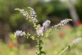 Group of Actaea racemosa Flowers: White Efflorescence Royalty Free Stock Photo