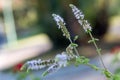 Group of Actaea racemosa Flowers: White Efflorescence Royalty Free Stock Photo