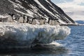 Group of Adelie penguins - Antarctic Peninsula in Antarctica