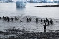 Group of adelie penguins entering water from pebble beach Royalty Free Stock Photo