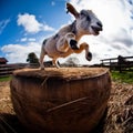 Baby Goats Having Fun on Hay Barrel