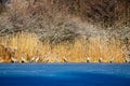 Group of adorable birds standing in a row on the shore of blur frozen lake by tall golden plants