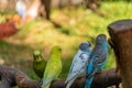 Group of adorable colorful Budgerigar birds perched on thick tree branch