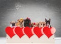 Group of adorable dogs celebrating valentine`s day