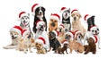 Group of adorable dogs in Santa hats on background Royalty Free Stock Photo