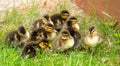 Group of adorable ducklings resting on green grass