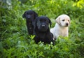 Group of adorable golden retriever puppies in the yard