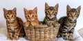 Whimsical Kittens Frolicking in a Wicker Basket. Generative AI