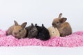Group of adorable little baby rabbit bunny lying down together relax on pink blanket over white background. Tiny furry mammal