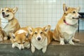 Group adorable pembroke welsh corgi puppy looking at owner while sitting together at home. Friendly fluffy active brown corgi dog