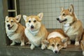 Group adorable pembroke welsh corgi puppy looking at owner while sitting together at home. Friendly fluffy active brown corgi dog Royalty Free Stock Photo