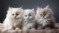 Group Of Adorable Cats