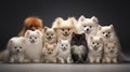 group of adorable pomeranian dogs