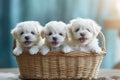 Group of Cute White Poodle Puppies Sitting in a Basket, Generative AI Royalty Free Stock Photo