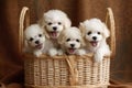 Group of Cute White Poodle Puppies Sitting in a Basket, Generative AI Royalty Free Stock Photo