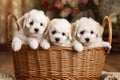 Group of Cute White Poodle Puppies Sitting in a Basket, Generative AI Royalty Free Stock Photo