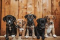 Group of Puppies Sitting Together. Generative AI