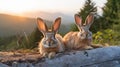 Golden Hour Bunnies: A Group of Rabbits Sunbathing on a Rock with a Majestic Mountain Range in the Background