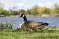 Group of adorable tiny Canada geese newborn chicks huddling against their mother Royalty Free Stock Photo