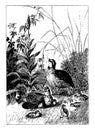 Group of Adult & Baby Quail vintage illustration