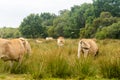 Group adult brown Limousin cow with herd of young gobies and cattle pasture in Brittany, France. Agriculture, dairy and Royalty Free Stock Photo