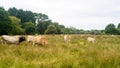 Group adult brown Limousin cow with herd of young gobies and cattle pasture in Brittany, France. Agriculture, dairy and Royalty Free Stock Photo