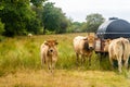 Group adult brown Limousin cow with herd of young gobies and cattle pasture in Brittany, France. Agriculture, dairy and Royalty Free Stock Photo