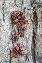 Group of adult insects and larvae, red-winged wingless on the bark of a tree