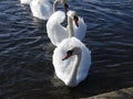 Group of adult mute swans with outstretched wings are swimming in water.