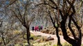 group of adult people with colorful backpack trekking on a path of sand and stones walking next to floral trees with a amazing