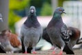 Group of adult rock pigeons sitting on the ground in front of a blurry urban scenery in Berlin Royalty Free Stock Photo