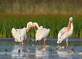 A group of adult white pelicans and one young pelican rest in the water. Royalty Free Stock Photo