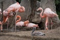 Group of adult and young pink flamingos