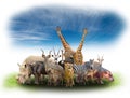 Group of africa animals Royalty Free Stock Photo