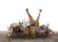 Group of africa animals Royalty Free Stock Photo