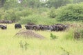 Group of african buffalo in the green bush of botswana Royalty Free Stock Photo