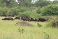 Group of african buffalo in the green bush of botswana Royalty Free Stock Photo