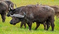 Group of African buffalos grazing on green grass field in the Tanzanian savannah Royalty Free Stock Photo