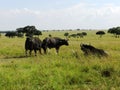 Group of African buffalos grazing in the African savannah Royalty Free Stock Photo