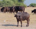 Group of African buffalos in a natural landscape Chobe National Park, Botswana: Royalty Free Stock Photo